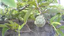 Annona cherimola