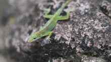 Anolis marmoratus