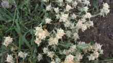 Antennaria dioica