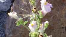 Antirrhinum hispanicum