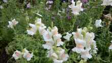 Antirrhinum majus