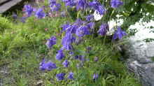 Aquilegia vulgaris