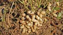 Arachis hypogaea