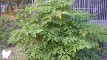 Aralia cordata