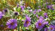 Aster novae-angliae