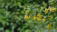 Berberis vulgaris