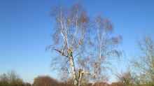 Betula pendula