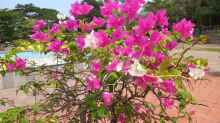 Bougainvillea glabra