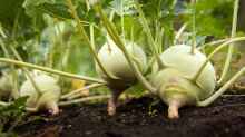 Brassica oleracea var. gongylodes