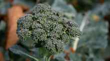 Brassica oleracea var. italica