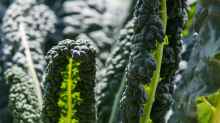 Brassica oleracea var. palmifolia