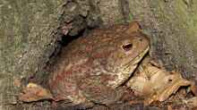 Bufo bufo