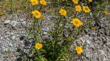 Buphthalmum salicifolium