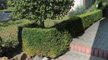 Buxus sempervirens