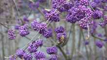 Callicarpa bodinieri