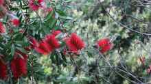 Callistemon citrinus