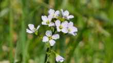 Cardamine pratensis