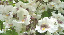 Catalpa bignonioides