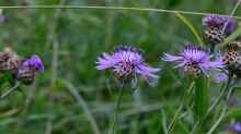 Centaurea jacea