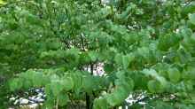 Cercidiphyllum japonicum