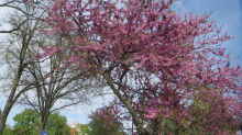 Cercis siliquastrum