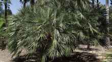 Chamaerops humilis