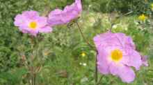 Cistus incanus