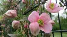 Clematis montana