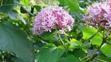 Clerodendrum bungei