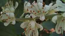 Clethra alnifolia