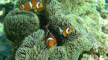 Amphiprion