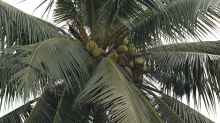 Cocos nucifera