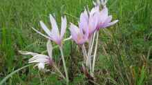 Colchicum autumnale