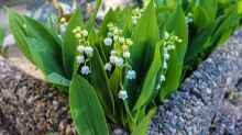 Convallaria majalis