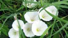 Convolvulus arvensis