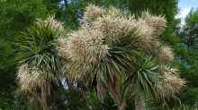 Cordyline australis