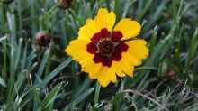 Coreopsis