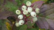 Cornus alba