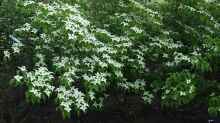 Cornus kousa