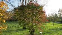 Cornus sanguinea