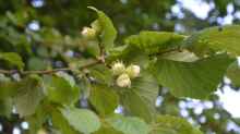 Corylus avellana