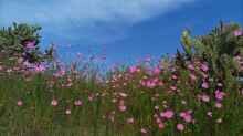 Cosmos bipinnatus