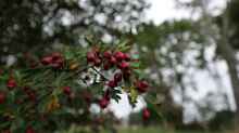 Crataegus