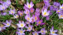 Crocus