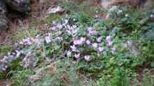 Cyclamen