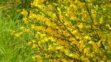 Cytisus scoparius