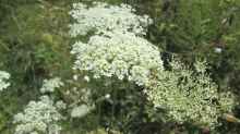 Daucus carota