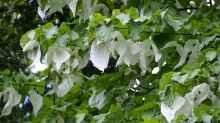 Davidia involucrata