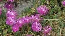 Delosperma cooperi