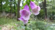 Digitalis purpurea